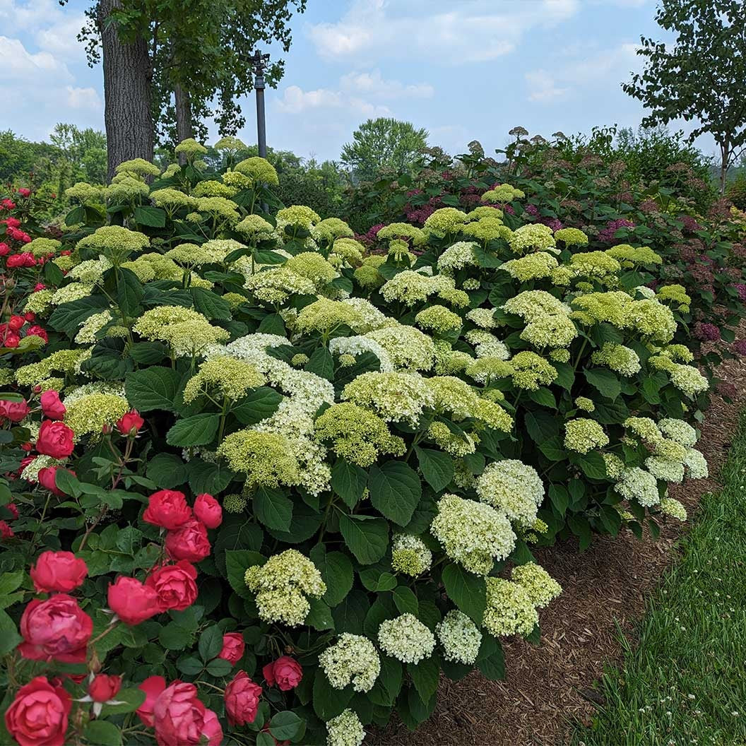 Proven Winners® Incrediball® Storm ProofTM Hydrangea