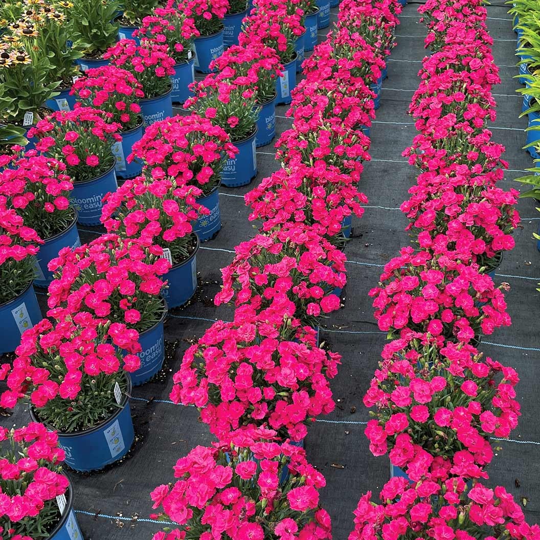 Glamour TimeTM Dianthus Plant
