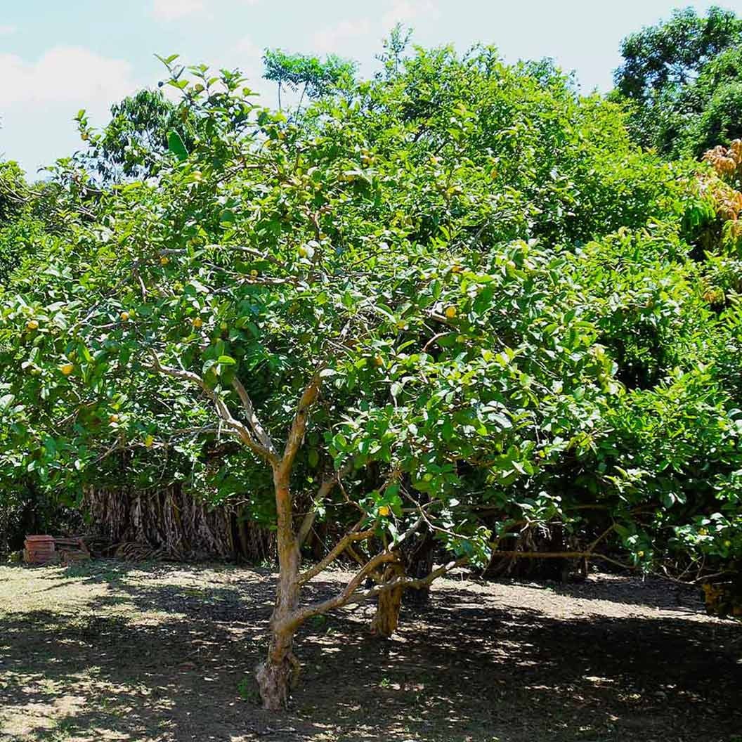 Ruby Supreme Guava Tree
