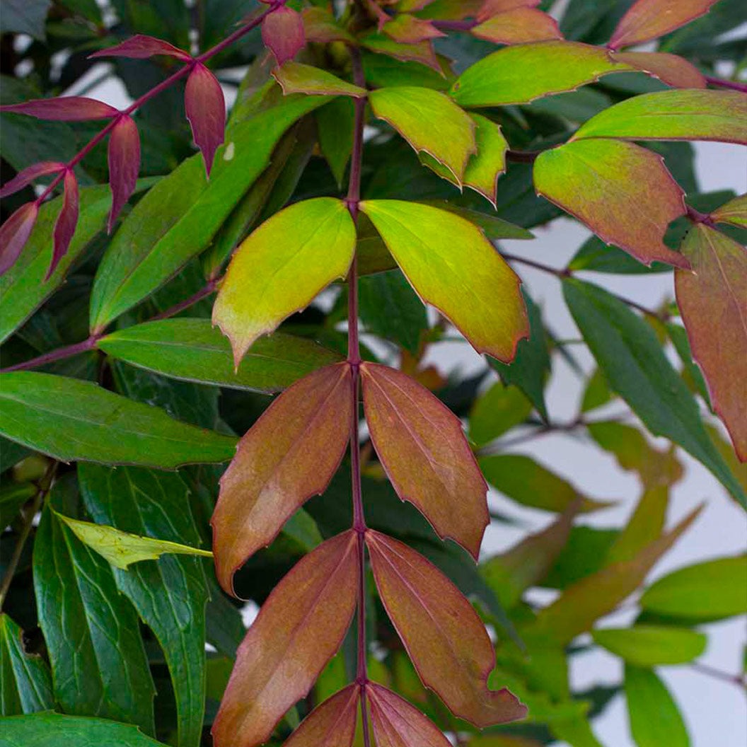Groovy GlowTM Mahonia Shrub