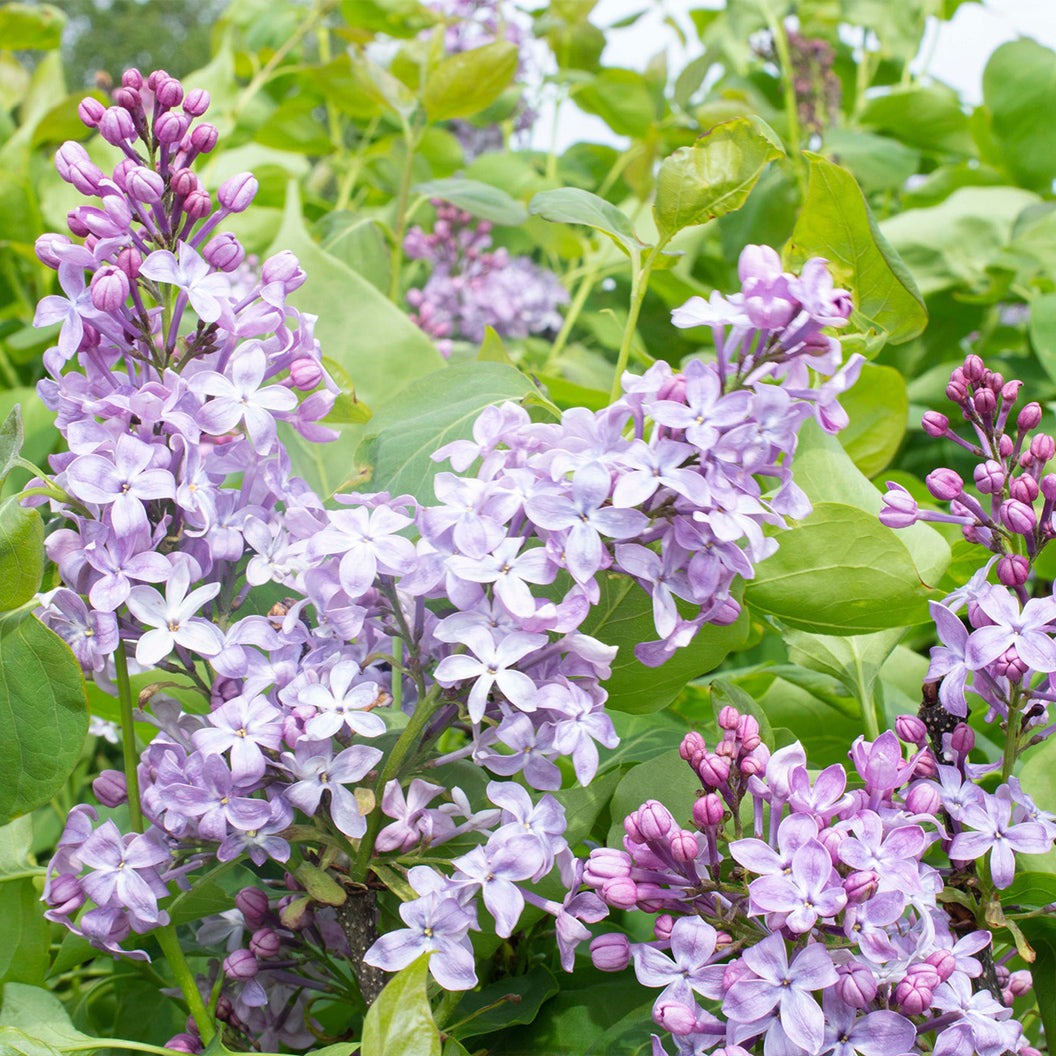 New AgeTM Lavender Syringa Shrub