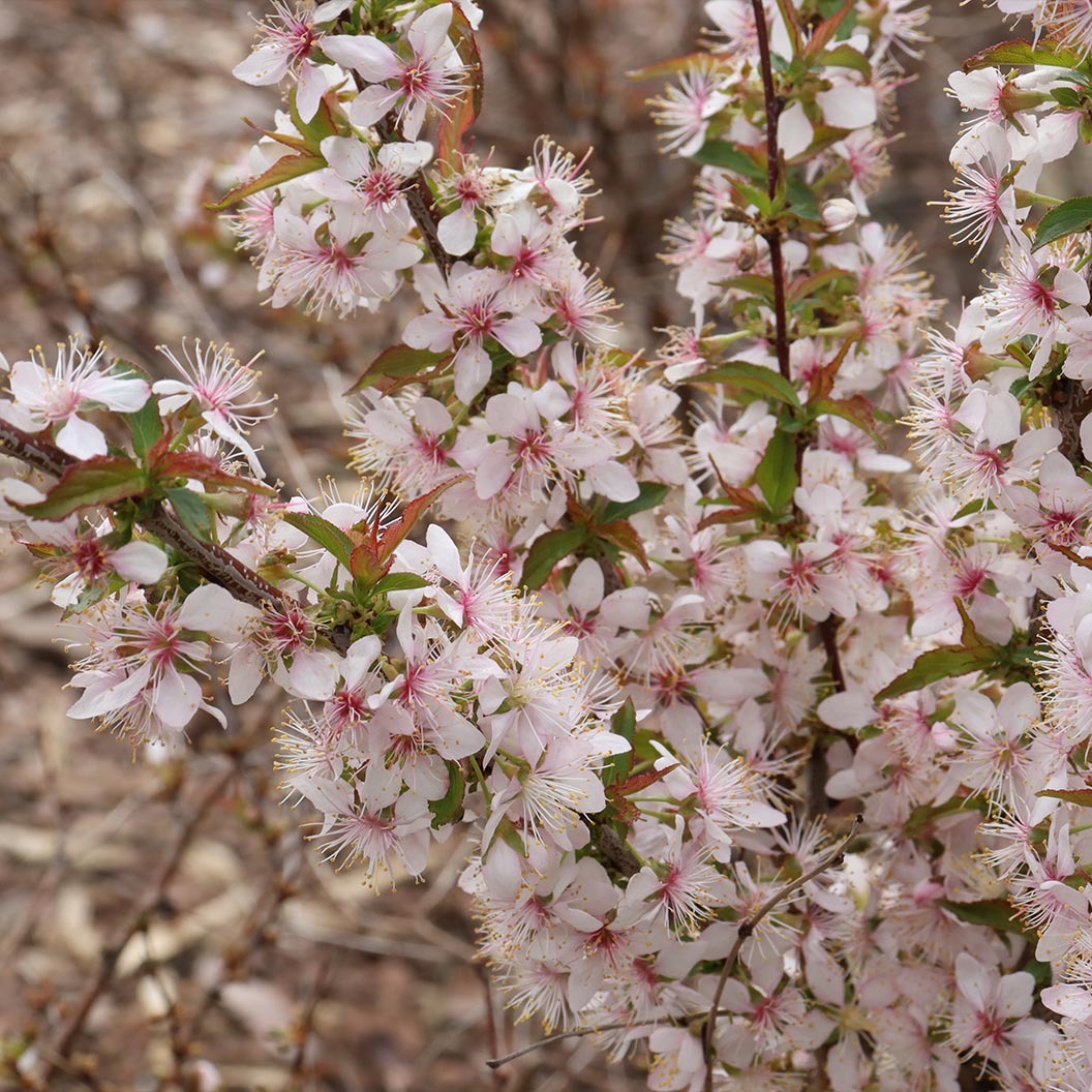 Proven Winners® Easy As PieTM Cherry Bush
