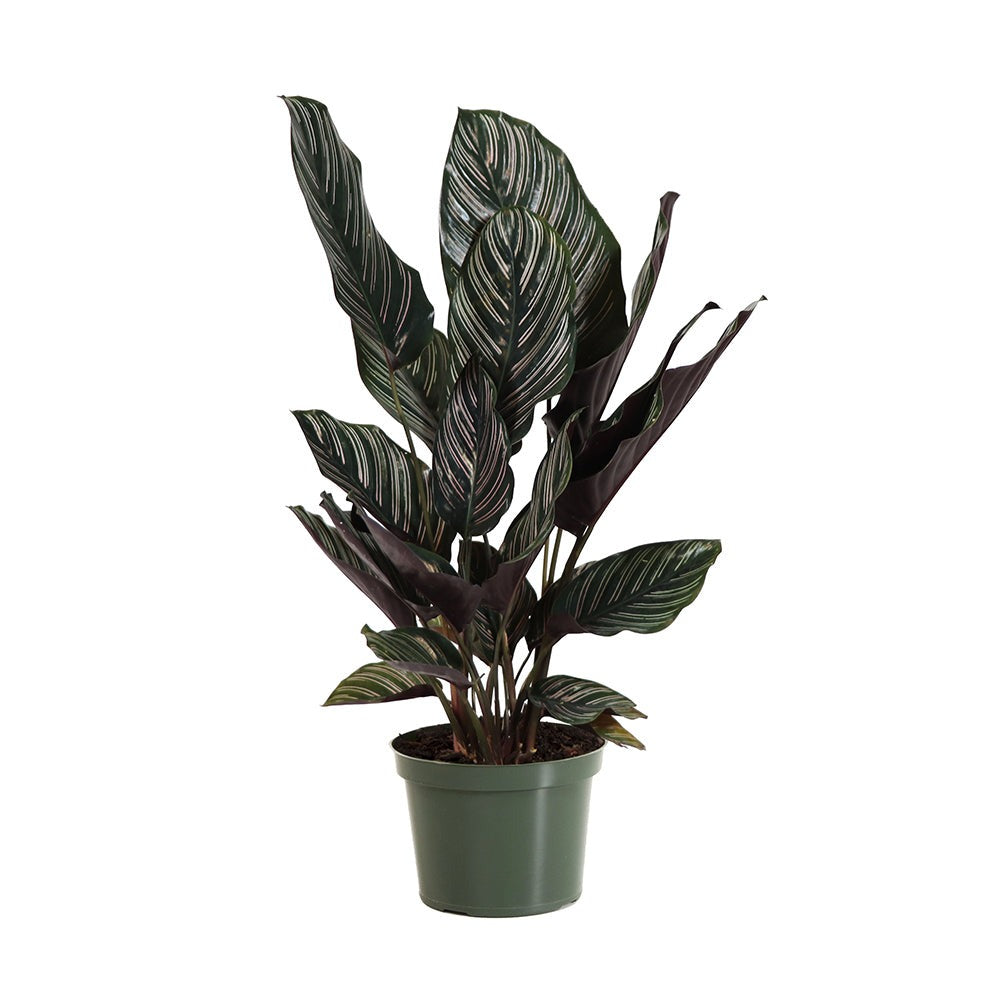 Calathea Ornata
