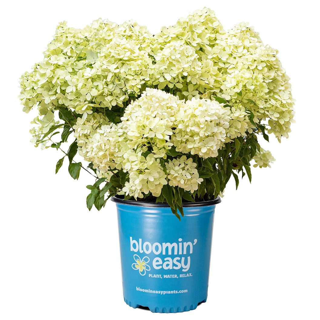 Bubble BathTM Hardy Panicle Hydrangea Shrub