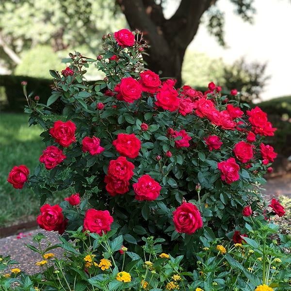The Grand ChampionTM Rose Shrub