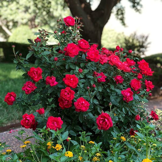 The Grand ChampionTM Rose Shrub