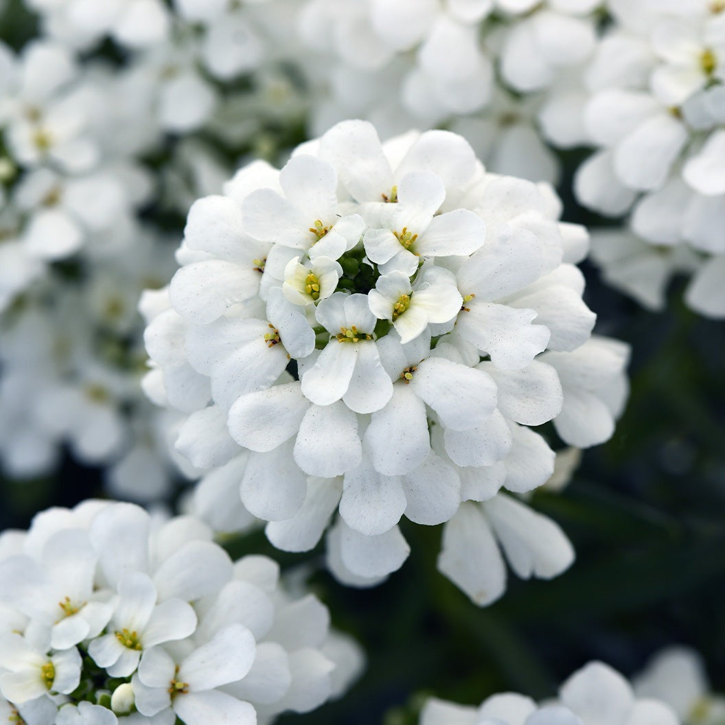 Better Versions® SnowsationTM Candytuft Plant
