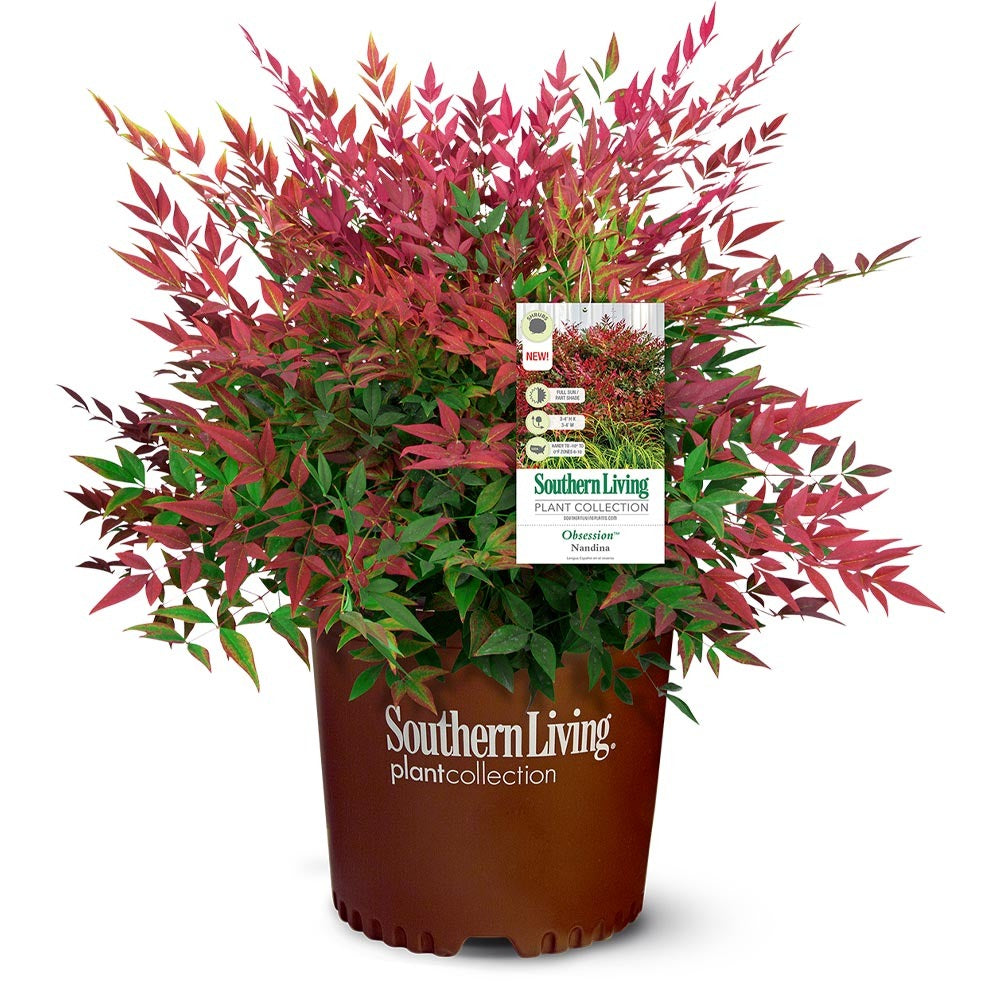 Southern Living® ObsessionTM Nandina Shrub