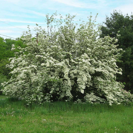 Constellation® White Dogwood