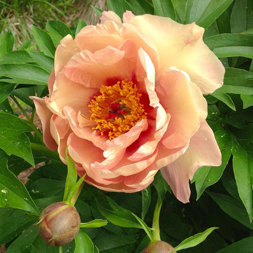 Garden Candy® Peach A LiciousTM Itoh Peony Plant