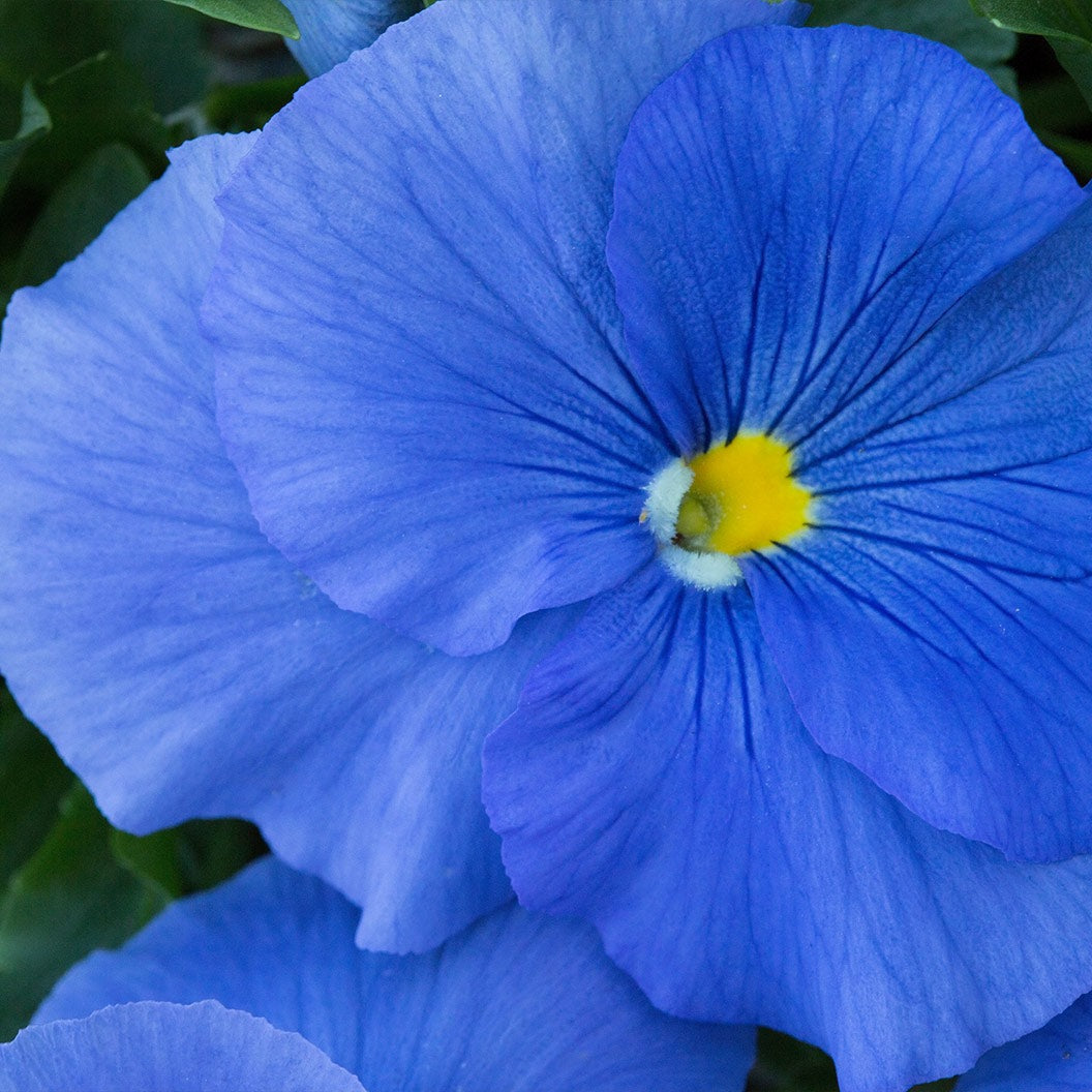 DeltaTM Pro True Blue Pansy Plant