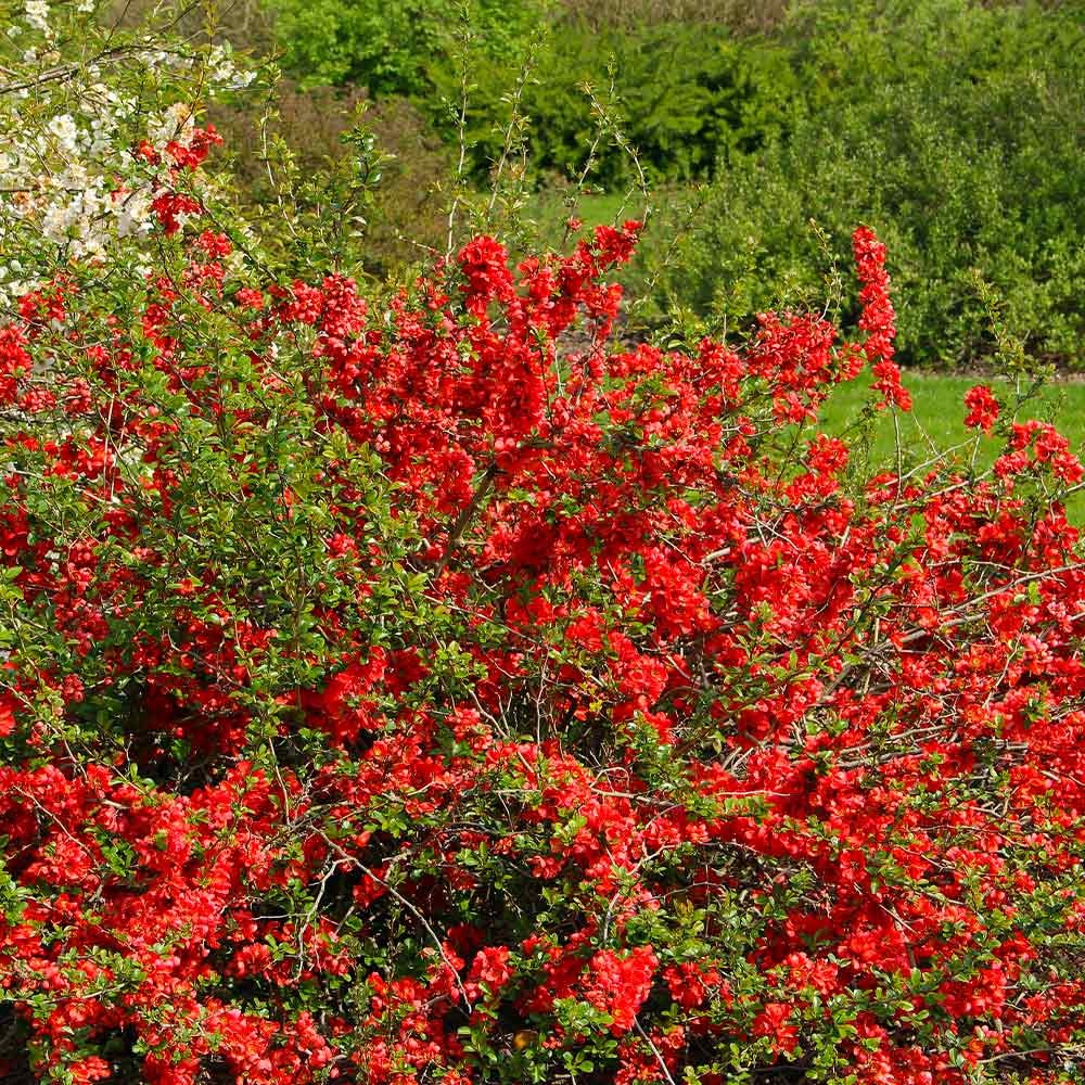 Flowering Quince