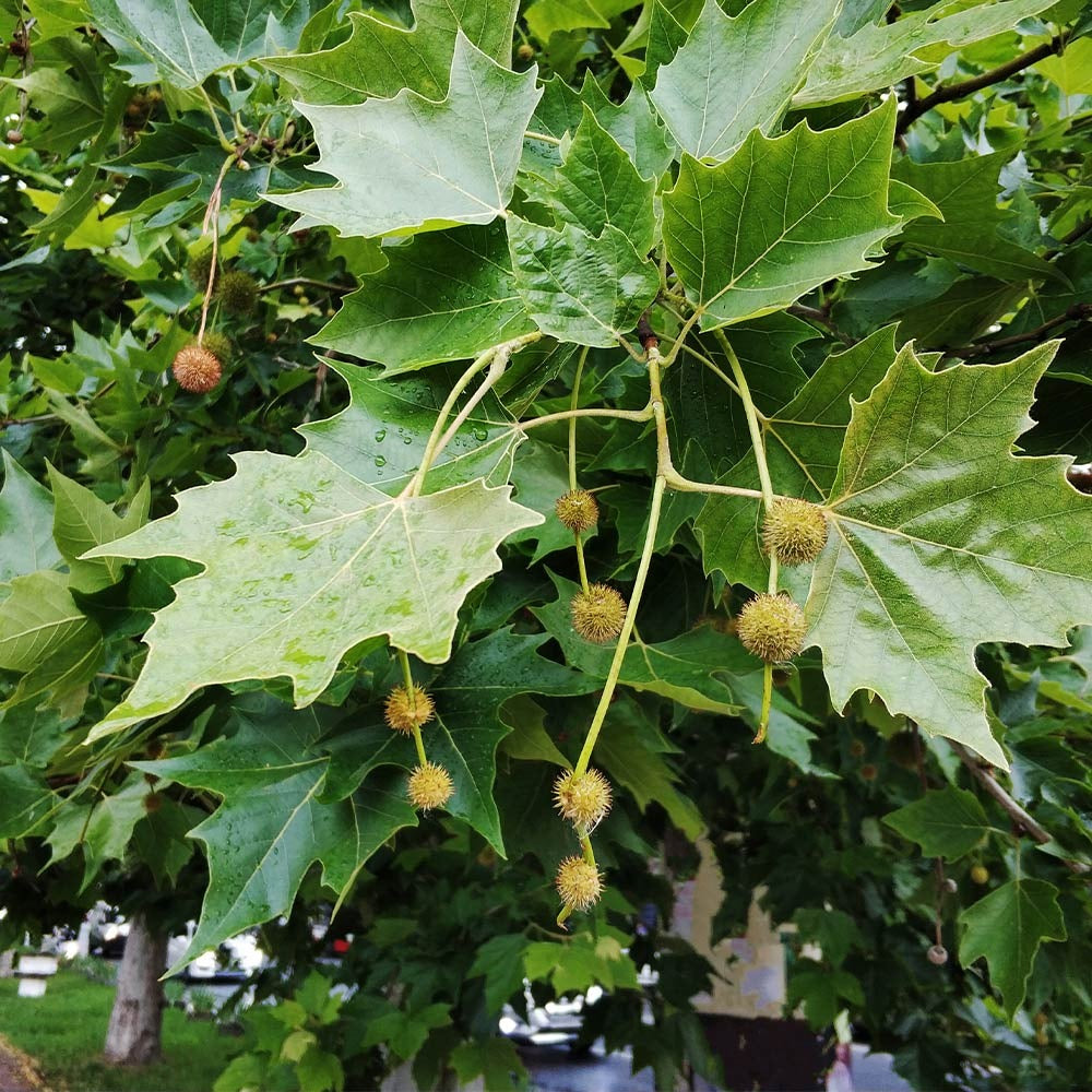 EXCLAMATION!TM London Planetree