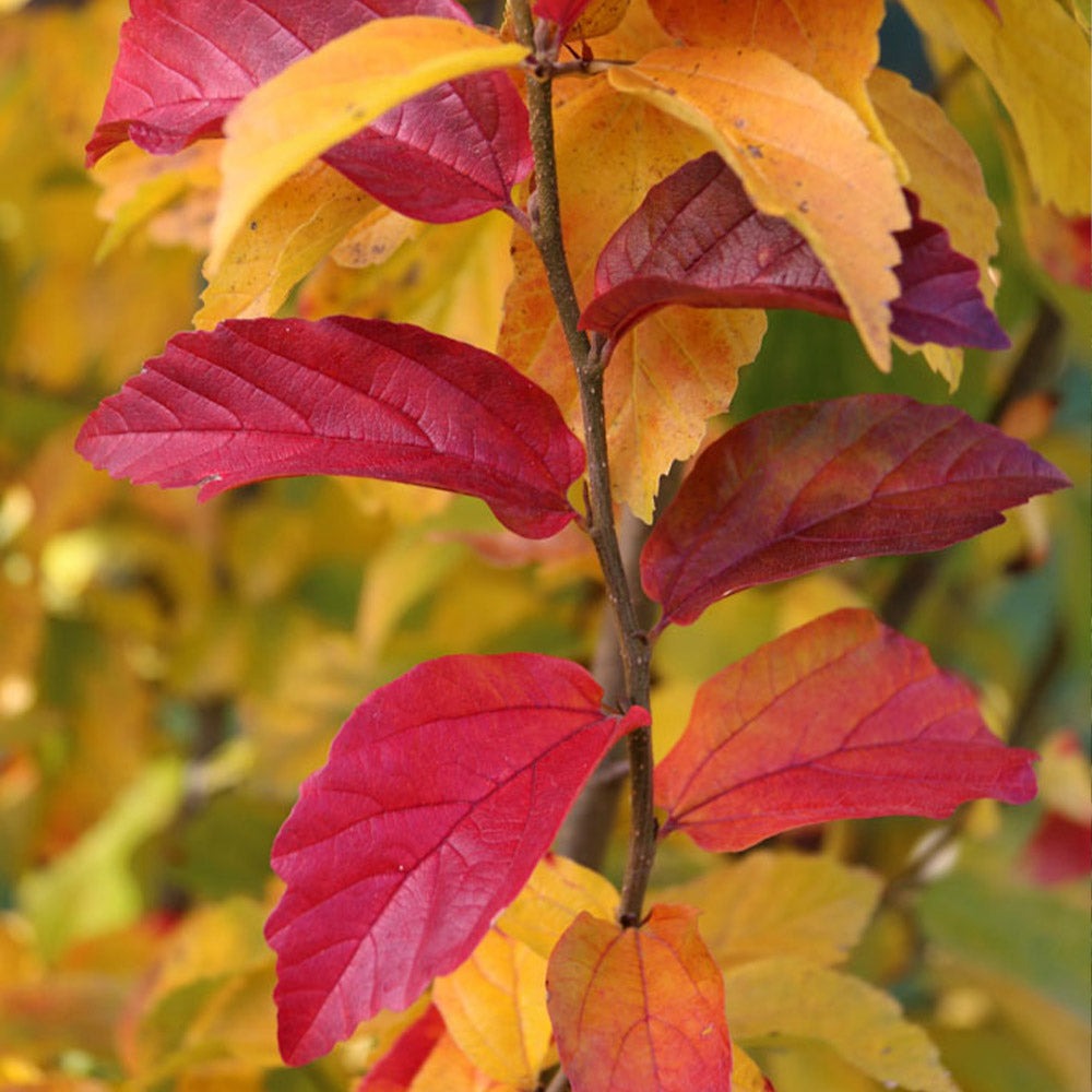 Persian SpireTM Parrotia