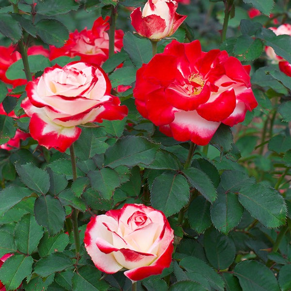 White LiesTM Rose Shrub