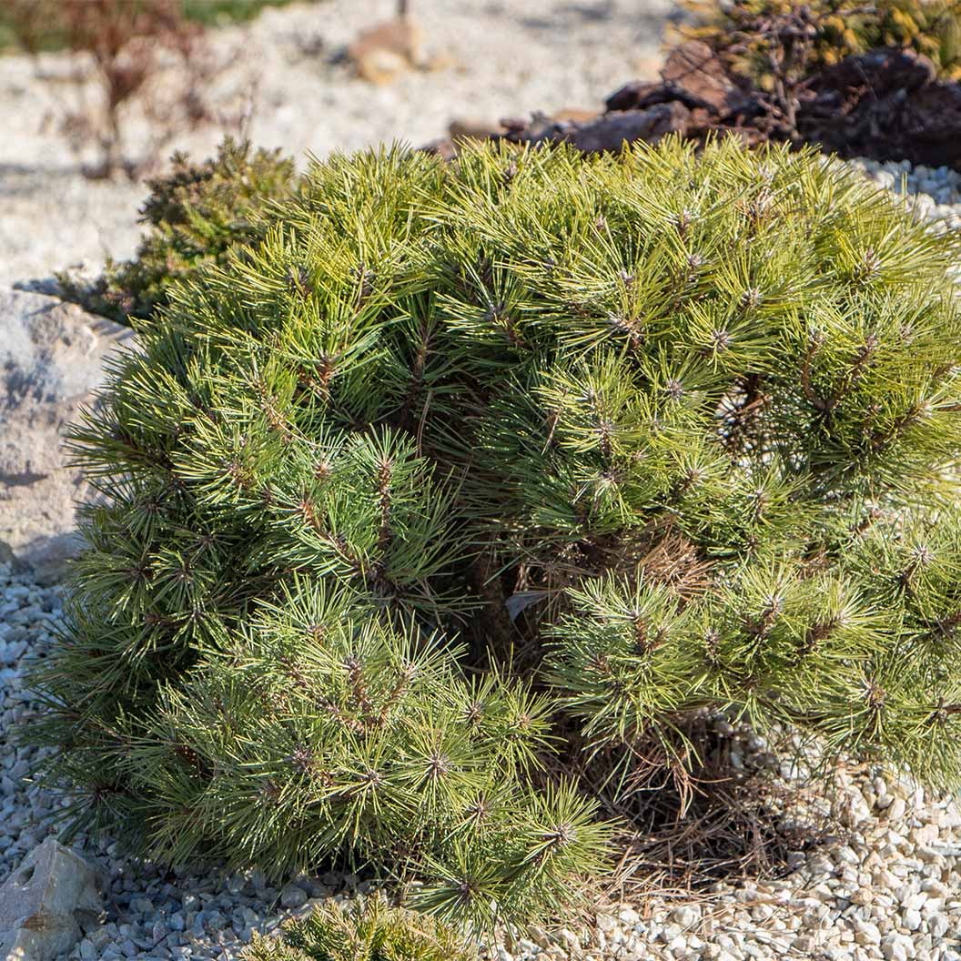 Ophir Mugo Pine Shrub