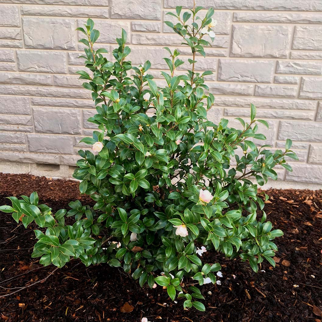 Southern Living® October Magic® OrchidTM Camellia Shrub