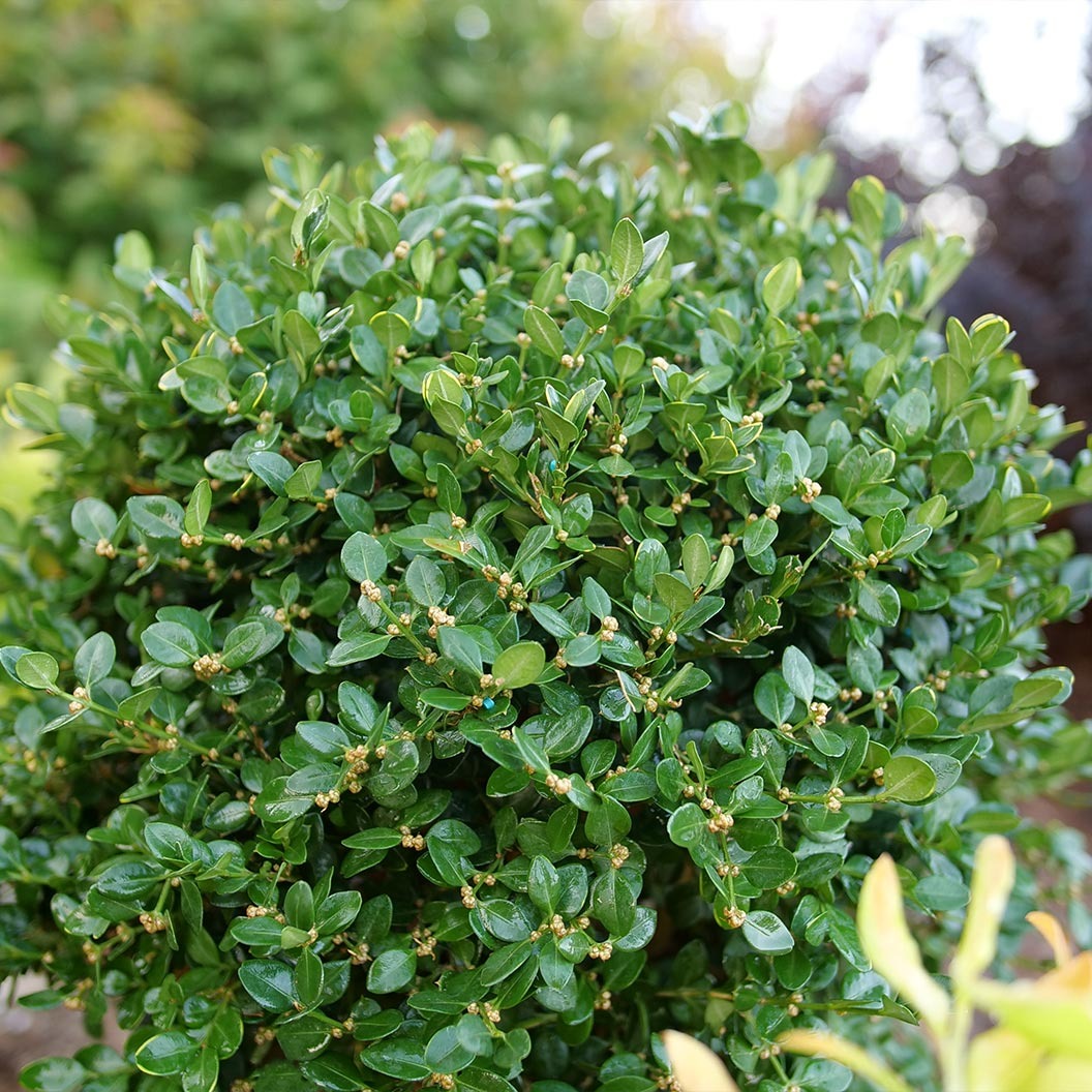 Proven Winners® Neatball® Boxwood Shrub