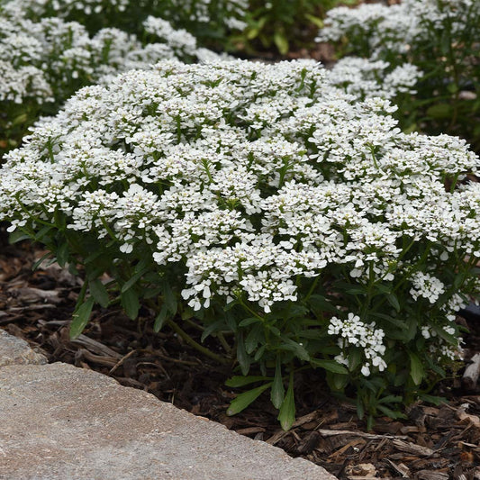 Better Versions® SnowsationTM Candytuft Plant
