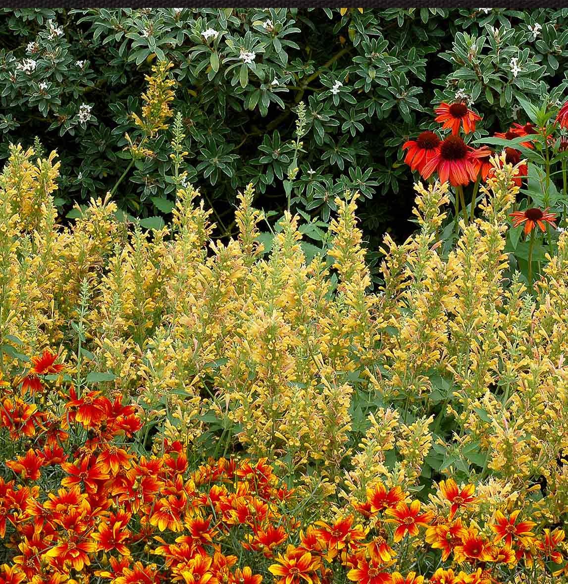 KudosTM Yellow Agastache Plant