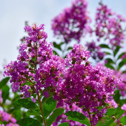 Twilight Crape Myrtle Tree