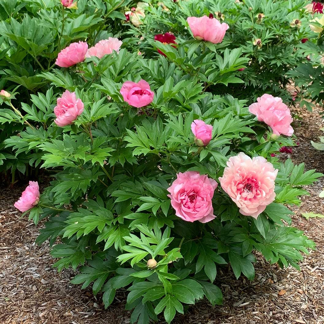 Garden Candy® Lacey RyanTM Itoh Peony Shrub