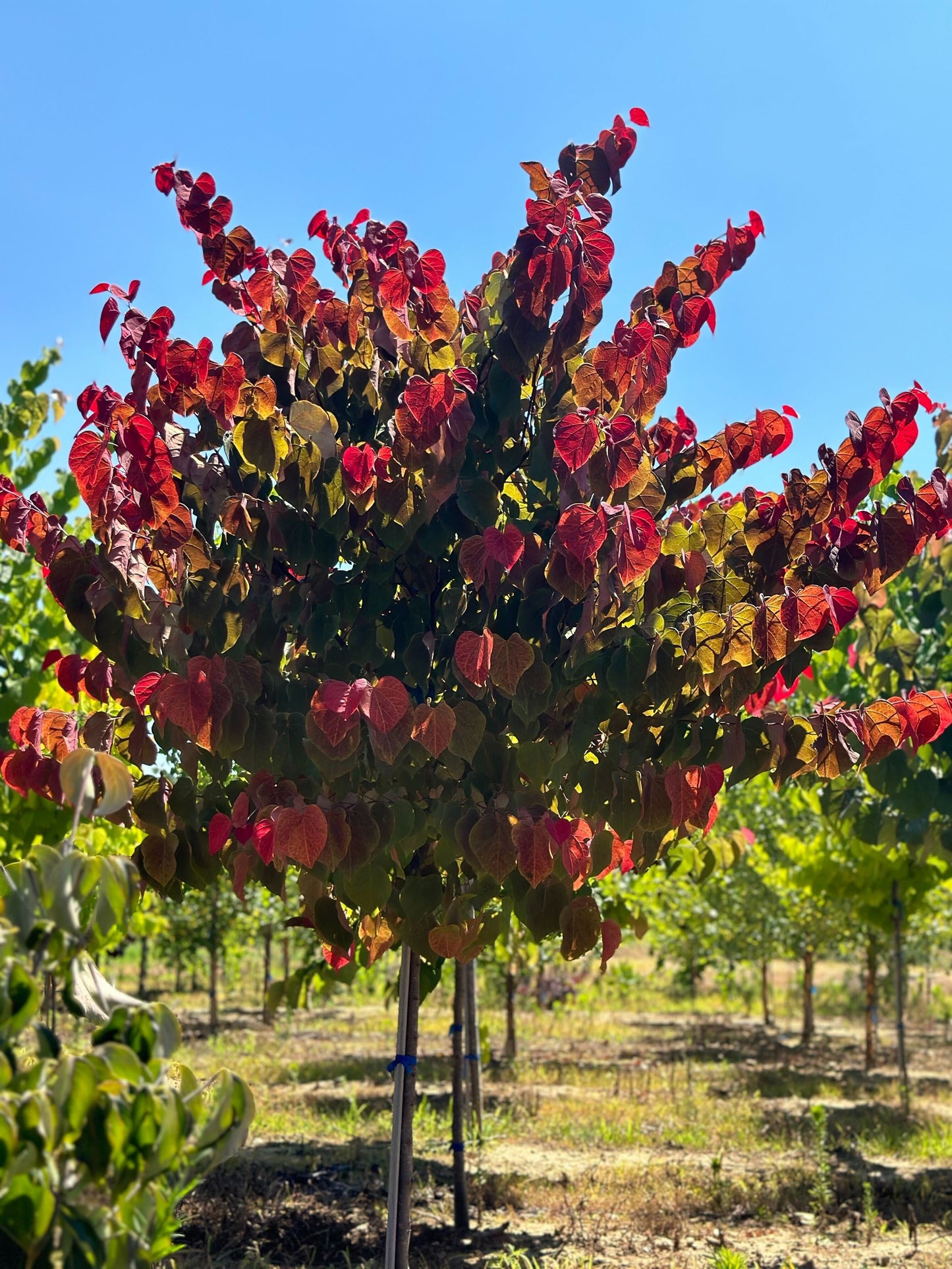 Hearts A'FireTM Redbud Tree