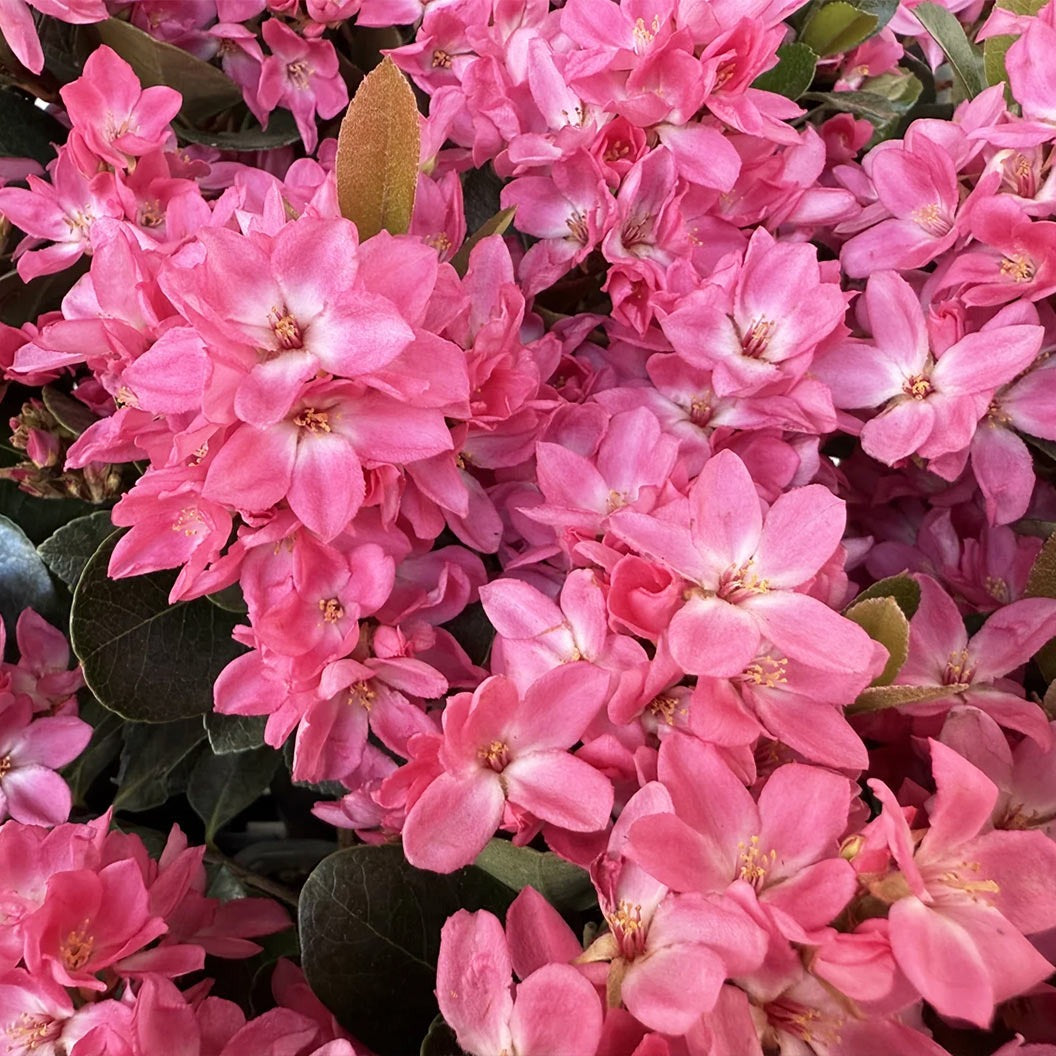 Pink PearlTM Improved Indian Hawthorne Shrub
