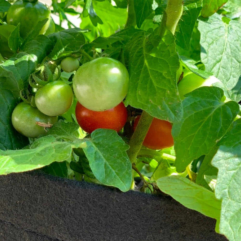 Gardenuity® Patio Tomato Garden