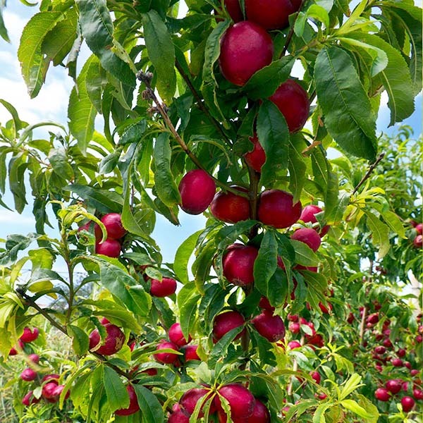 Flavortop Nectarine Tree