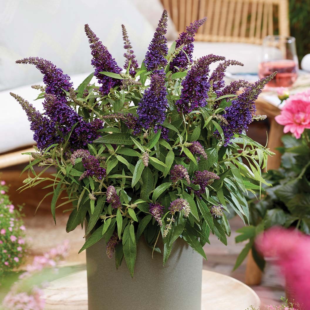 Butterfly Candy® Li'l GrapeTM Butterfly Bush