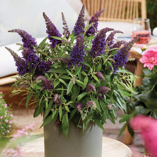 Butterfly Candy® Li'l GrapeTM Butterfly Bush