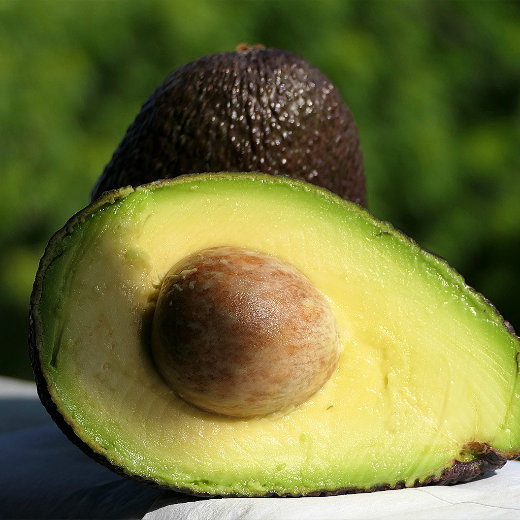 Lamb Hass Avocado Tree