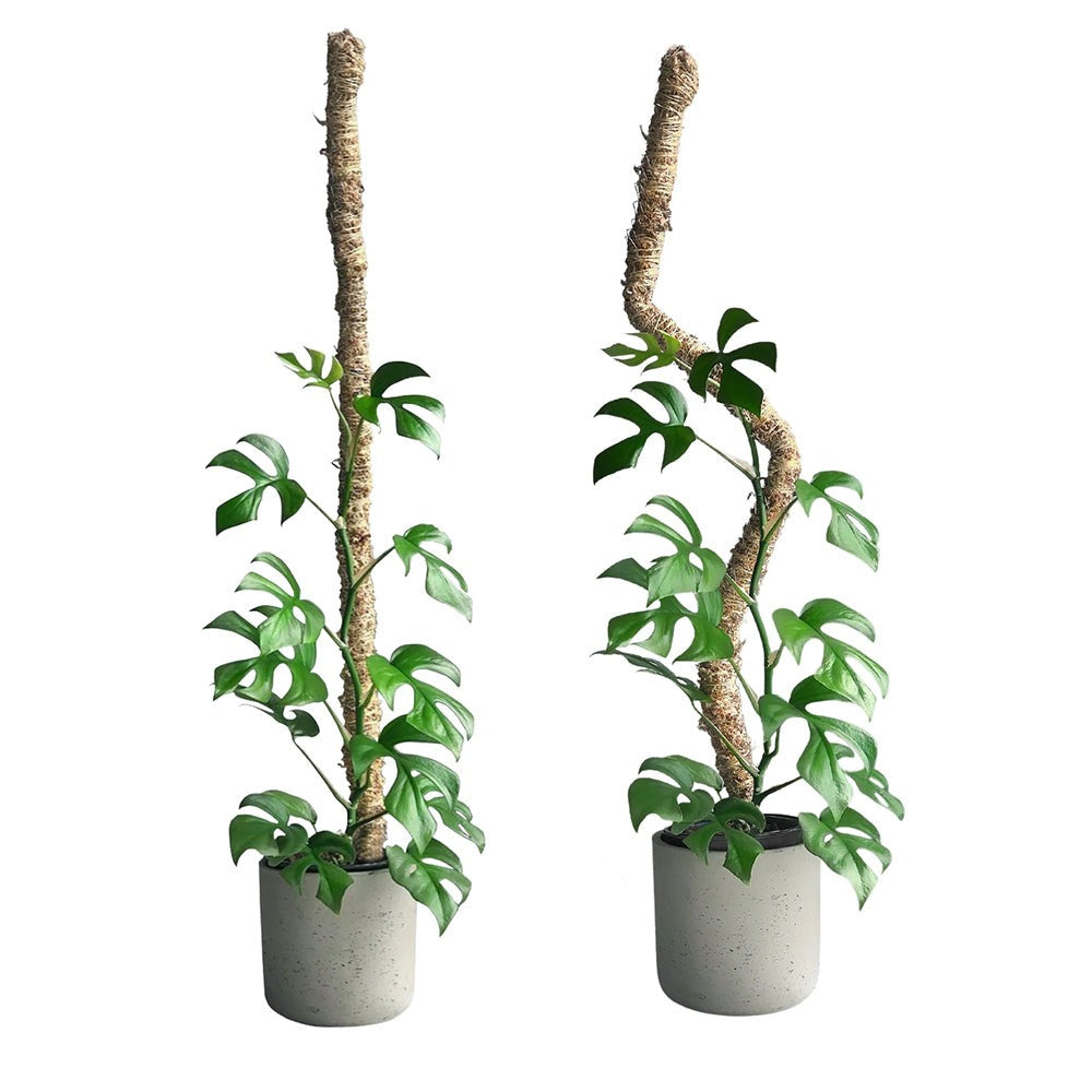 Mossify The Original Bendable Moss PoleTM