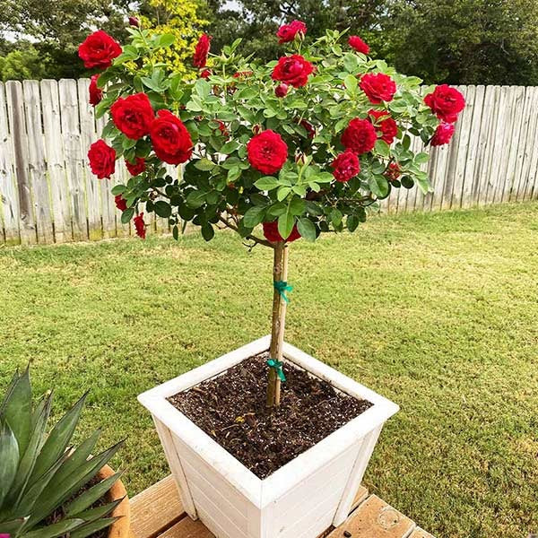 Dancing in the Dark Rose Tree