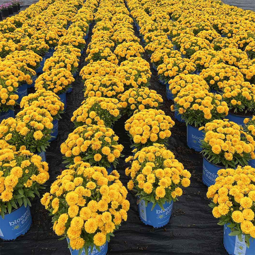 SolannaTM Golden Sphere Coreopsis Plant