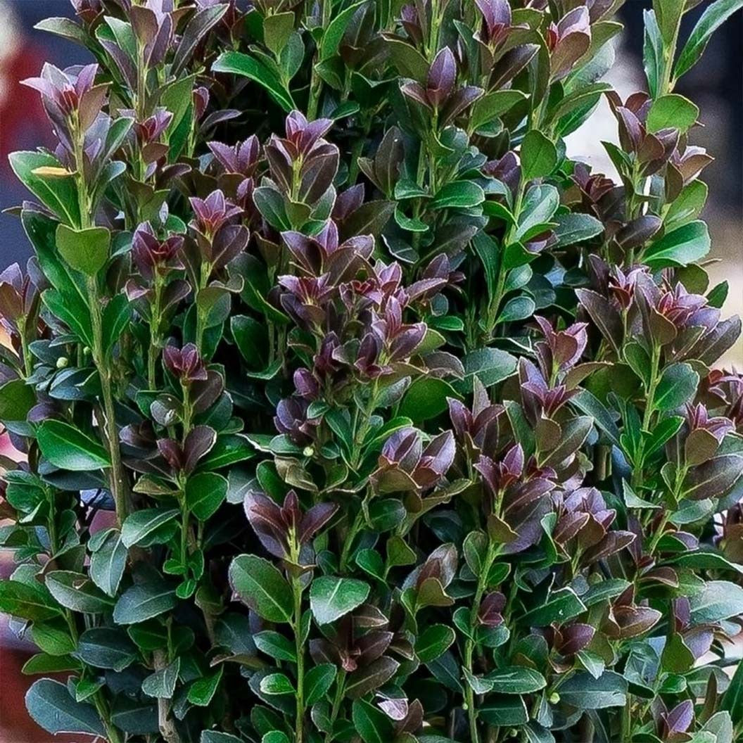 Southern Living® Red SkyTM Holly Shrub