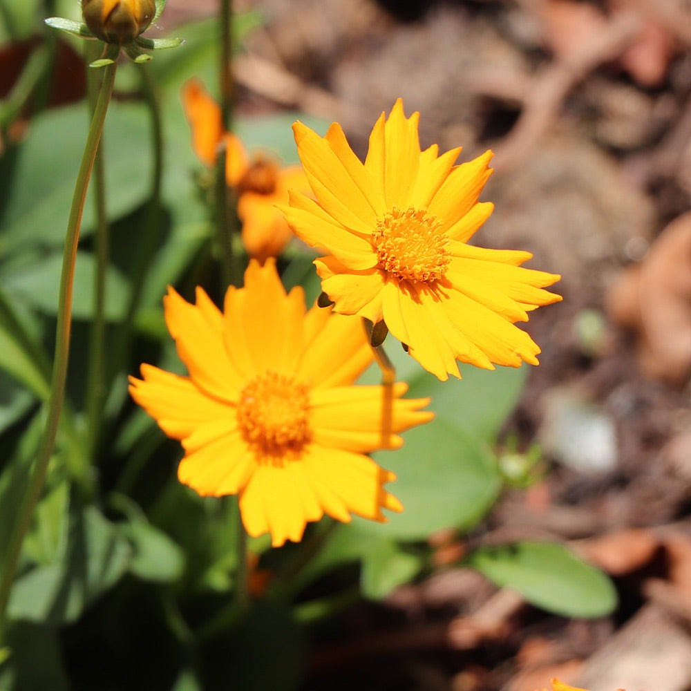 Nana Coreopsis (Tickseed) Plant