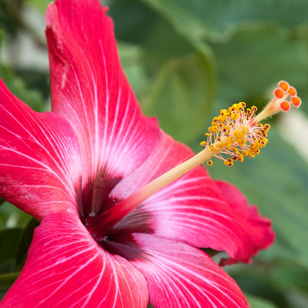 Painted Lady Hibiscus Bush