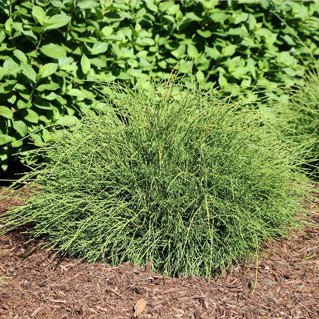 Proven Winners® Whip It Good® Arborvitae Shrub