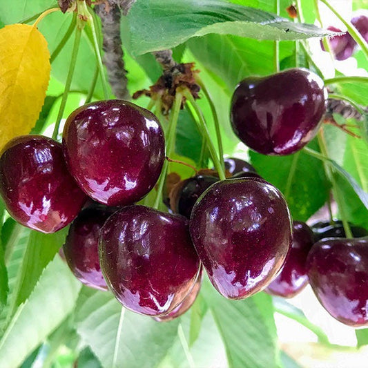 ChelanTM Cherry Tree