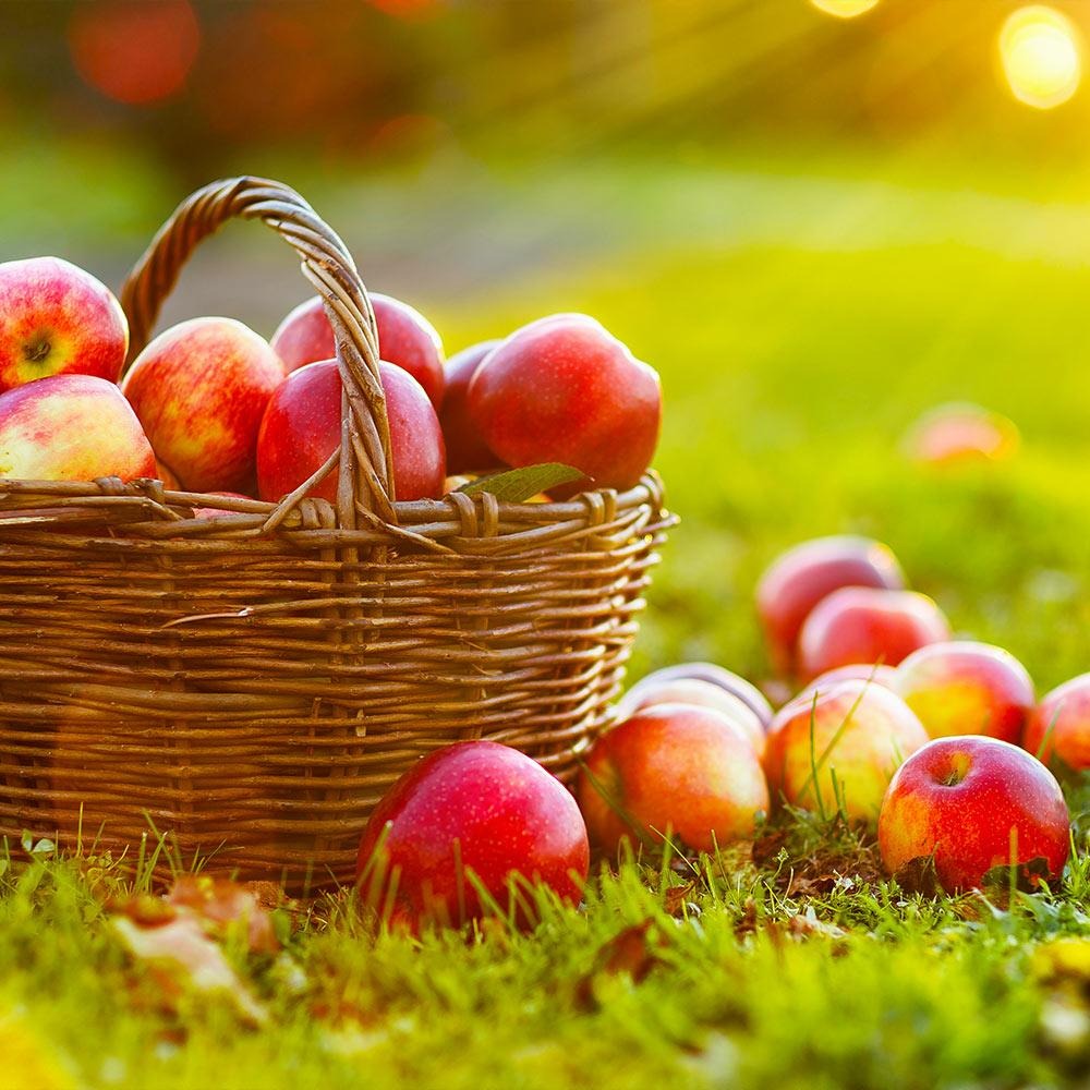Anna Apple Tree