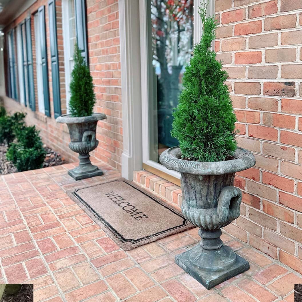 Emerald SqueezeTM Thuja Tree