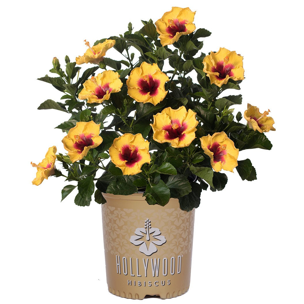 Rico SuaveTM Hollywood® Hibiscus