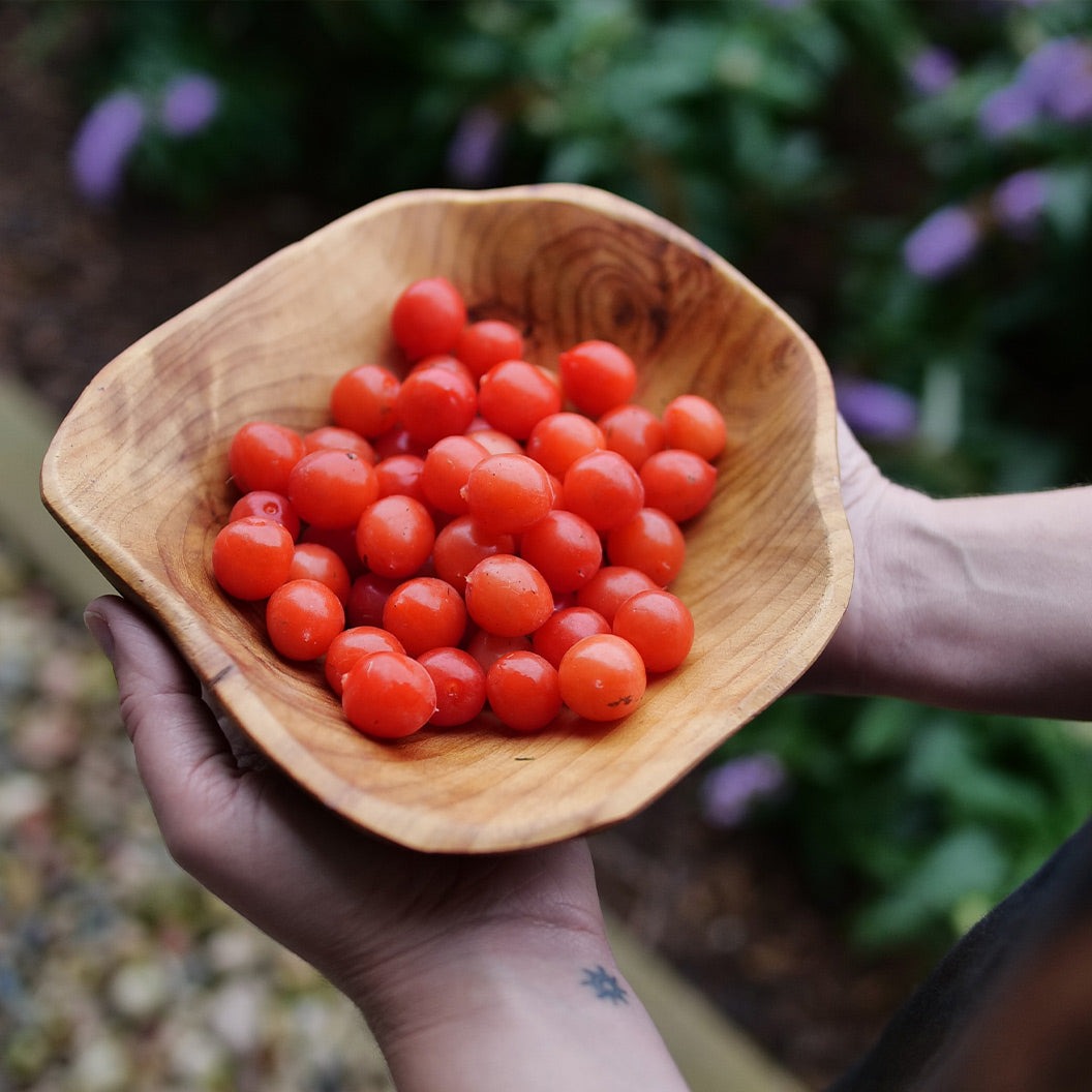 Proven Winners® Easy As PieTM Cherry Bush