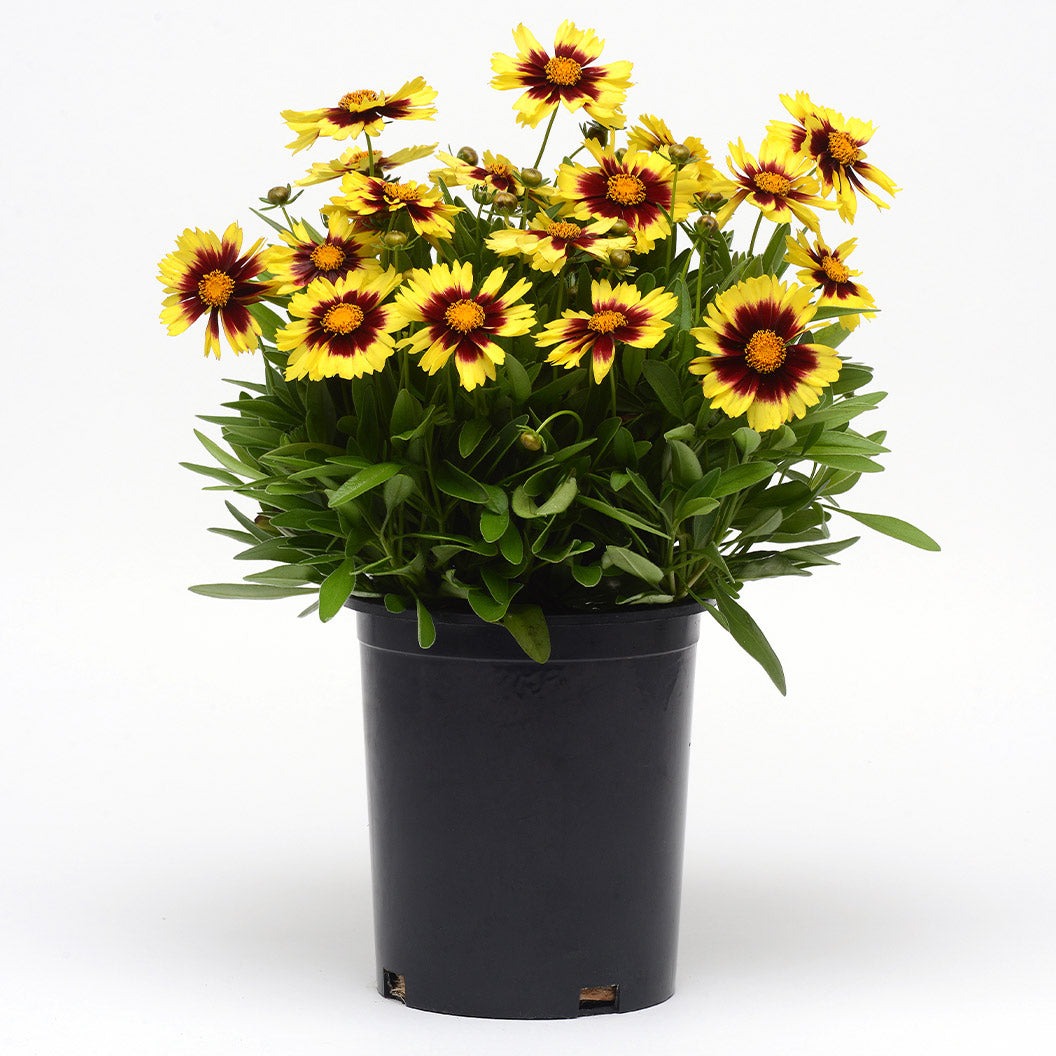 UpTickTM Yellow & Red Coreopsis Plant