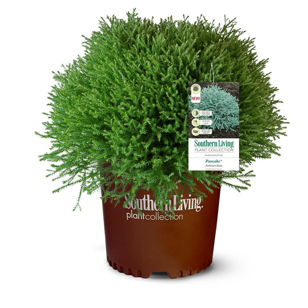 Southern Living® PancakeTM Arborvitae Shrub