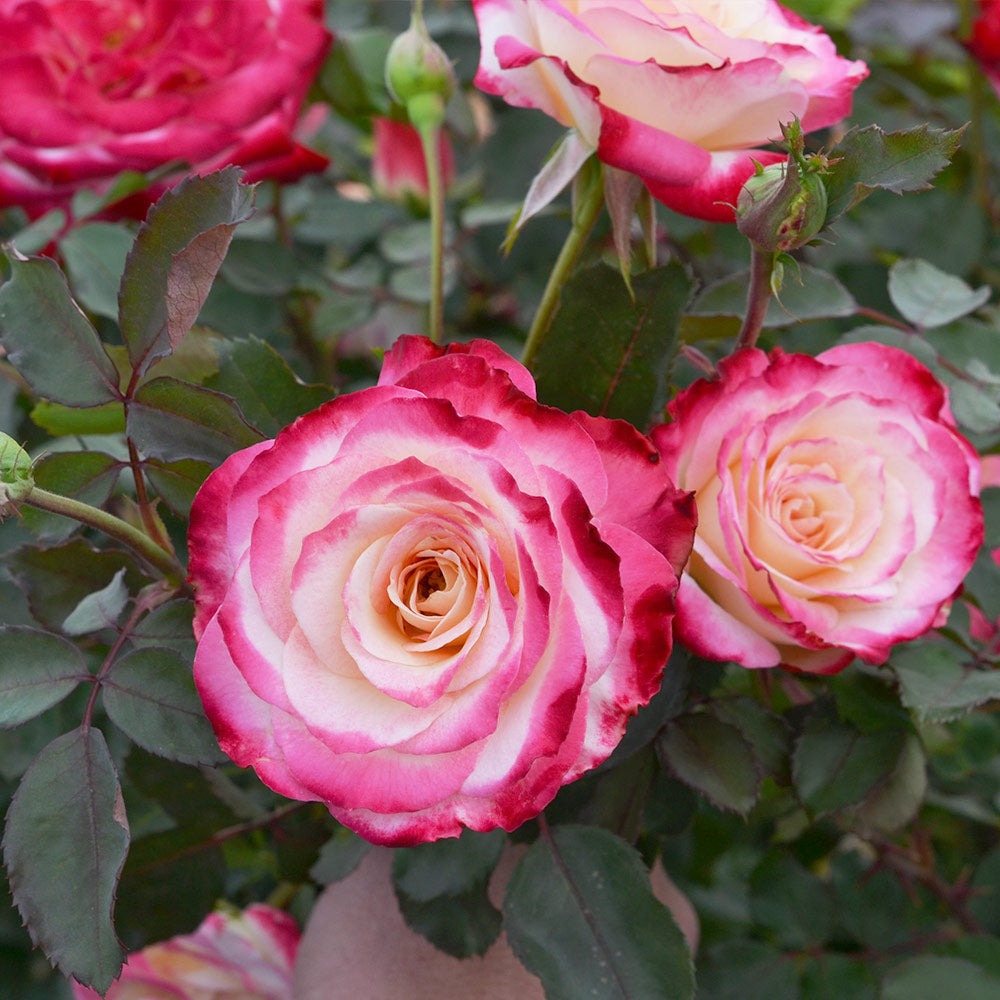 White LiesTM Rose Shrub