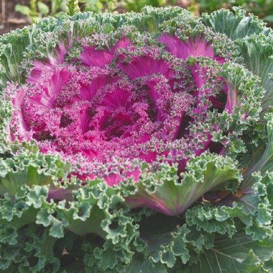 Red KamomeTM Ornamental Kale