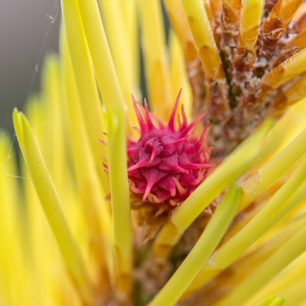 Taylor’s Sunburst Lodgepole Pine Tree